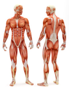 picture of musculoskeletal system