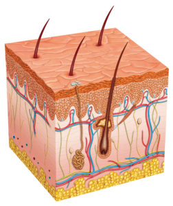 picture of epidermis