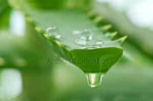 Aloe Vera Gel dripping from leaf