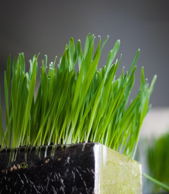 wheatgrass